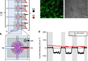 Blodgett Mark V 111 Wiring Diagram Phototrophic Extracellular Electron Uptake is Linked to Carbon Blodgett Mark V 111 Wiring Diagram Phototrophic Extracellular Electron Uptake is Linked to Carbon