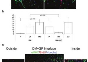 Bodine Eli S 100 Wiring Diagram Pdf Geometric Control Of Myogenic Cell Fate Bodine Eli S 100 Wiring Diagram Pdf Geometric Control Of Myogenic Cell Fate