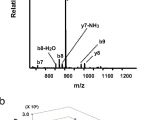 Bodine Eli S 100 Wiring Diagram Quantitative Time Resolved Phosphoproteomic Analysis Of Mast