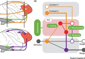 Brain Power Motor Controller Wiring Diagram Dopamine and Cognitive Control In Prefrontal Cortex Trends Brain Power Motor Controller Wiring Diagram Dopamine and Cognitive Control In Prefrontal Cortex Trends