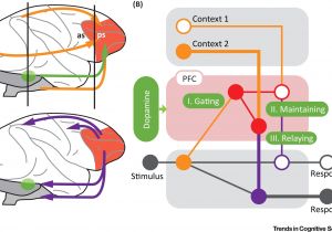 Brain Power Motor Controller Wiring Diagram Dopamine and Cognitive Control In Prefrontal Cortex Trends