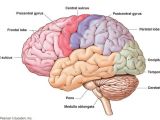 Brain Wiring Diagram Brain Science What S the Difference Between the Left and Right