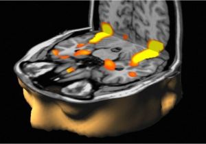 Brain Wiring Diagram How Quitting Your Job Affects the Wiring Of Your Brain Inverse