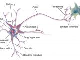 Brain Wiring Diagram Neuron Wikipedia