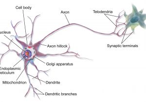 Brain Wiring Diagram Neuron Wikipedia