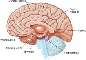 Brain Wiring Diagram Will An oreo Cookie Will Make You Feel Better Inspirational Blogs