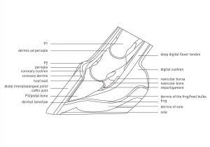 Cdx Gt420u Wiring Diagram Shoe Wiring Diagram Wiring Library
