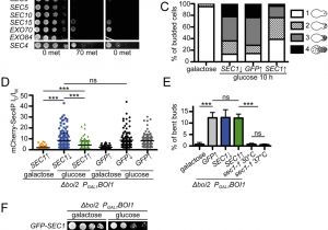 Cherry Master Wiring Diagram the Cell Polarity Proteins Boi1p and Boi2p Stimulate Vesicle Fusion Cherry Master Wiring Diagram the Cell Polarity Proteins Boi1p and Boi2p Stimulate Vesicle Fusion