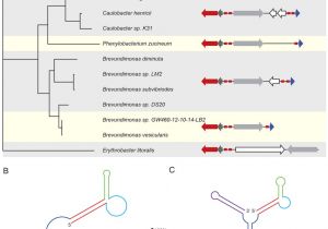 Cmc Pt 35 Wiring Diagram Gene Network Analysis Identifies A Central Post Transcriptional