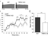 Cmc Pt 35 Wiring Diagram I Eudesmol An Oxygenized Sesquiterpene Stimulates Appetite Via