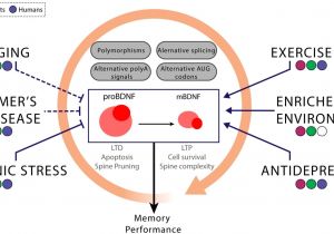 Dorman 973 405 Wiring Diagram Frontiers Brain Derived Neurotrophic Factor A Key Dorman 973 405 Wiring Diagram Frontiers Brain Derived Neurotrophic Factor A Key