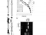 Dorman 973 405 Wiring Diagram Us9045742b2 Recombinant Edwardsiella Bacterium Google Dorman 973 405 Wiring Diagram Us9045742b2 Recombinant Edwardsiella Bacterium Google