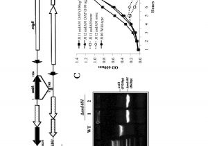 Dorman 973 405 Wiring Diagram Us9045742b2 Recombinant Edwardsiella Bacterium Google Dorman 973 405 Wiring Diagram Us9045742b2 Recombinant Edwardsiella Bacterium Google