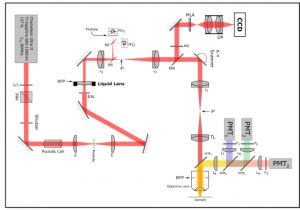 Ecm 2.3 Motor Wiring Diagram Osa Five Dimensional Two Photon Volumetric Microscopy Of