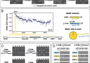 Edwards 592 Wiring Diagram Complex Modifier Landscape Underlying Genetic Background Effects Pnas