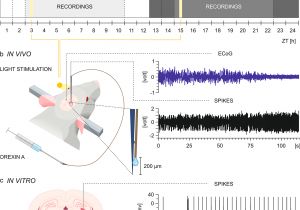 Emerson 90 380 Relay Wiring Diagram orexin A as A Modulator Of Dorsal Lateral Geniculate Emerson 90 380 Relay Wiring Diagram orexin A as A Modulator Of Dorsal Lateral Geniculate