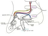 Fender Strat Wiring Diagram Wiring Diagram for Fender Strat Wiring Diagram Fascinating Fender Strat Wiring Diagram Wiring Diagram for Fender Strat Wiring Diagram Fascinating