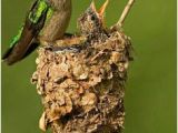 Hummingbird Wiring Diagram 43 Best for the Hummers Images In 2019 Humming Bird Feeders Birds