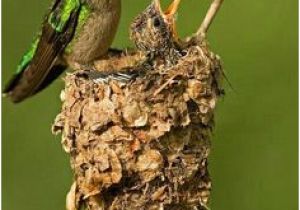 Hummingbird Wiring Diagram 43 Best for the Hummers Images In 2019 Humming Bird Feeders Birds Hummingbird Wiring Diagram 43 Best for the Hummers Images In 2019 Humming Bird Feeders Birds