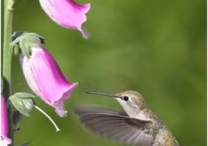 Hummingbird Wiring Diagram 8 Best Red Hummingbird Images In 2018 Beautiful Birds Colourful Hummingbird Wiring Diagram 8 Best Red Hummingbird Images In 2018 Beautiful Birds Colourful