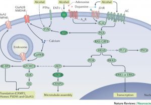 Iota Dls 55 Wiring Diagram Molecular Mechanisms Underlying Alcohol Drinking Behaviours