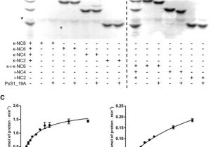 Iota Dls 55 Wiring Diagram the Molecular Basis Of Polysaccharide Sulfatase Activity and