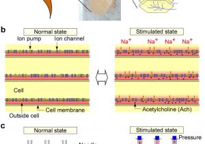 Kato Generator Wiring Diagrams An Electric Generator Using Living torpedo Electric organs Kato Generator Wiring Diagrams An Electric Generator Using Living torpedo Electric organs