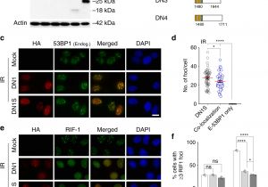 Kim Hotstart Wiring Diagrams Crispr Cas9 Fusion to Dominant Negative 53bp1 Enhances Hdr and Kim Hotstart Wiring Diagrams Crispr Cas9 Fusion to Dominant Negative 53bp1 Enhances Hdr and