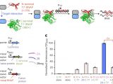 Kim Hotstart Wiring Diagrams Evolution Of A Split Rna Polymerase as A Versatile Biosensor