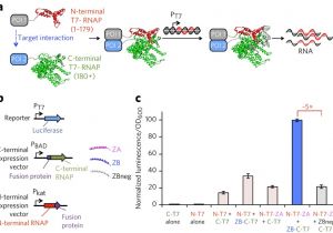Kim Hotstart Wiring Diagrams Evolution Of A Split Rna Polymerase as A Versatile Biosensor Kim Hotstart Wiring Diagrams Evolution Of A Split Rna Polymerase as A Versatile Biosensor