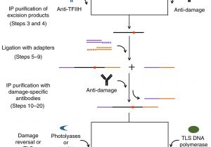 Kim Hotstart Wiring Diagrams Genome Wide Mapping Of Nucleotide Excision Repair with Xr Seq Kim Hotstart Wiring Diagrams Genome Wide Mapping Of Nucleotide Excision Repair with Xr Seq