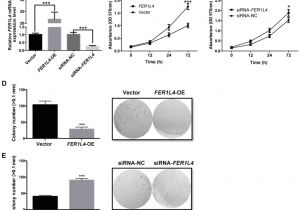 Kim Hotstart Wiring Diagrams Long Non Coding Rna Fer 1 Like Family Member 4 Suppresses Kim Hotstart Wiring Diagrams Long Non Coding Rna Fer 1 Like Family Member 4 Suppresses