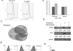 Kim Hotstart Wiring Diagrams Oncotarget Arsenic Trioxide Mediated Suppression Of Mir 182 5p is Kim Hotstart Wiring Diagrams Oncotarget Arsenic Trioxide Mediated Suppression Of Mir 182 5p is