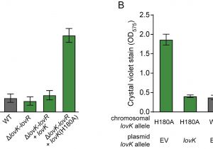 Kim Hotstart Wiring Diagrams Regulation Of Bacterial Surface attachment by A Network Of Sensory Kim Hotstart Wiring Diagrams Regulation Of Bacterial Surface attachment by A Network Of Sensory