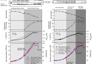 Kitchenaid Mixer Wiring Diagram Kitchenaid Mixer Wiring Diagram Awesome 30 Beautiful Kitchenaid Kitchenaid Mixer Wiring Diagram Kitchenaid Mixer Wiring Diagram Awesome 30 Beautiful Kitchenaid