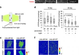 Led Equipped Light Bar Wiring Diagram Light Driven Activation Of Mitochondrial Proton Motive force Led Equipped Light Bar Wiring Diagram Light Driven Activation Of Mitochondrial Proton Motive force