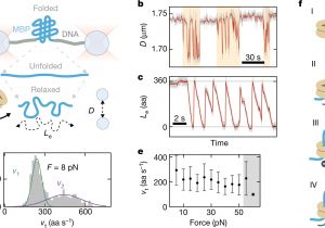 Leland Electric Motor Wiring Diagram Processive Extrusion Of Polypeptide Loops by A Hsp100