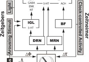 Master Clock System Wiring Diagram A Partial Wiring Diagram Of the Mammalian Circadian System