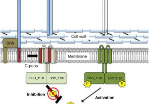 Mkr 18 Wiring Diagram An Intramembrane Sensory Circuit Monitors sortase A Mediated Mkr 18 Wiring Diagram An Intramembrane Sensory Circuit Monitors sortase A Mediated