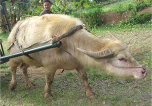 Pass &amp; Seymour 692 Wiring Diagram A A E E E I Eµ I A A