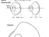 Photo Eye Sensor Wiring Diagram Scaled Diagrams Of the Schematic Eye Models Of Five Bird Photo Eye Sensor Wiring Diagram Scaled Diagrams Of the Schematic Eye Models Of Five Bird