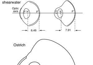Photo Eye Sensor Wiring Diagram Scaled Diagrams Of the Schematic Eye Models Of Five Bird Photo Eye Sensor Wiring Diagram Scaled Diagrams Of the Schematic Eye Models Of Five Bird