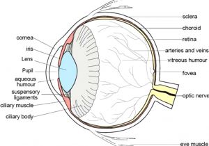 Photo Eye Wiring Diagram Eye Diagram Label Tunic Wiring Diagrams Schema Photo Eye Wiring Diagram Eye Diagram Label Tunic Wiring Diagrams Schema