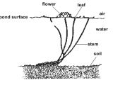 Pond Wiring Diagram Diagram Of Water Lily Wiring Diagram toolbox