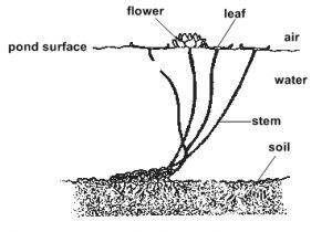 Pond Wiring Diagram Diagram Of Water Lily Wiring Diagram toolbox