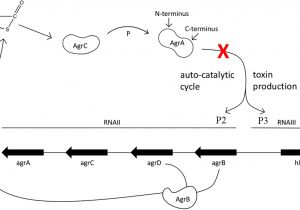 Proform Shift Light Wiring Diagram Small Molecule Agra Inhibitors F12 and F19 Act as Antivirulence Proform Shift Light Wiring Diagram Small Molecule Agra Inhibitors F12 and F19 Act as Antivirulence