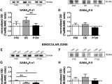 Ready Remote 21994 Wiring Diagram Regional Specificity Of Gabaergic Regulation Of Cross Modal