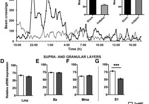 Ready Remote 21994 Wiring Diagram Regional Specificity Of Gabaergic Regulation Of Cross Modal