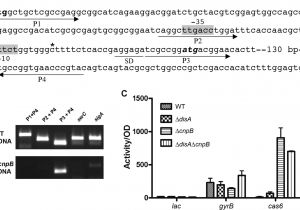 Shine top Ls 102 Wiring Diagram Regulation Of the Crispr associated Genes by Rv2837c Cnpb Via An