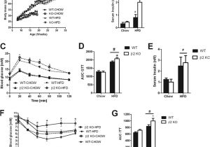 Sole F63 Wiring Diagram High Fat Diet Fed Ampk 2 Ko Mice Gain More Weight Over Time Sole F63 Wiring Diagram High Fat Diet Fed Ampk 2 Ko Mice Gain More Weight Over Time